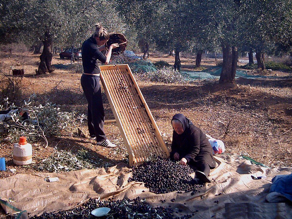 Yerel Üretici & Hasat Turu